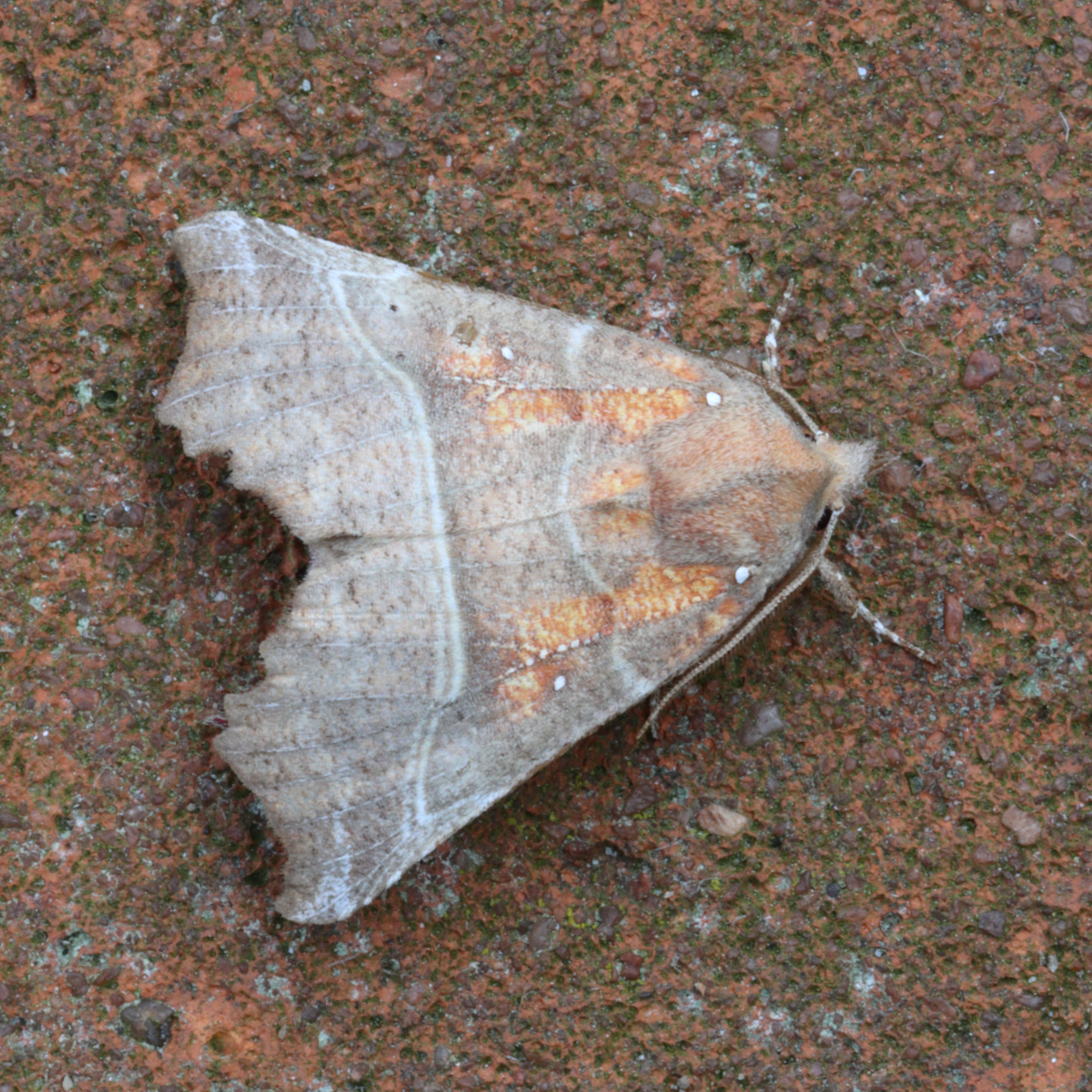 Photo of Herald (Scoliopteryx libatrix)